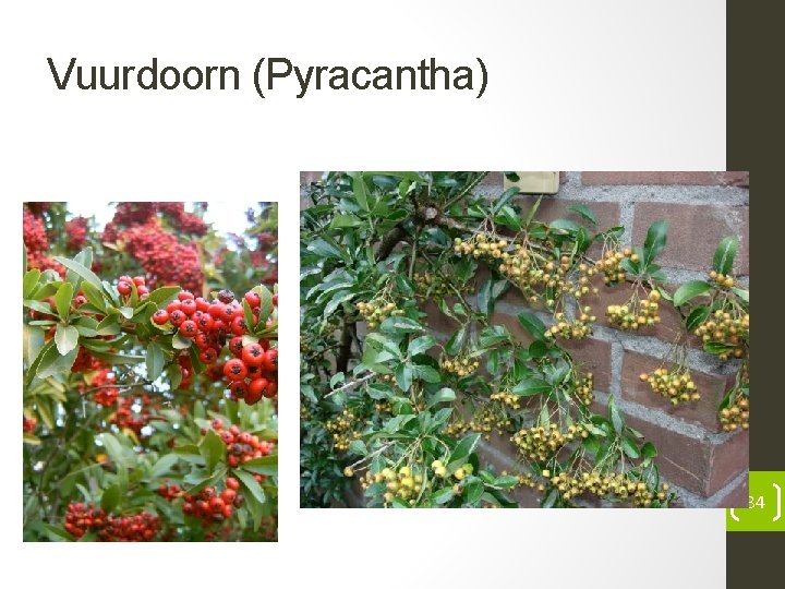 Vuurdoorn (Pyracantha) 34 