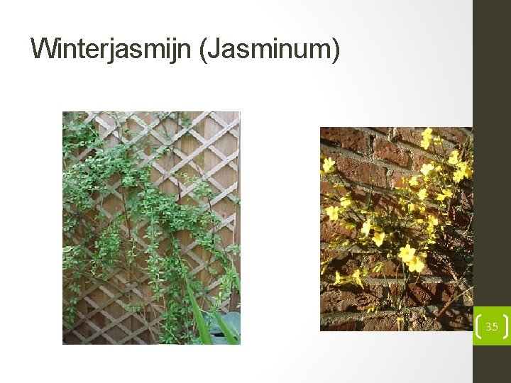 Winterjasmijn (Jasminum) 35 