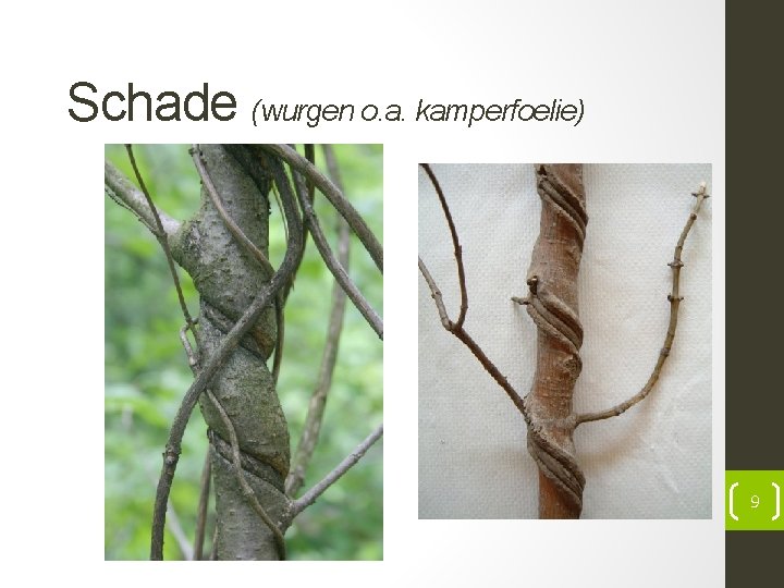 Schade (wurgen o. a. kamperfoelie) 9 