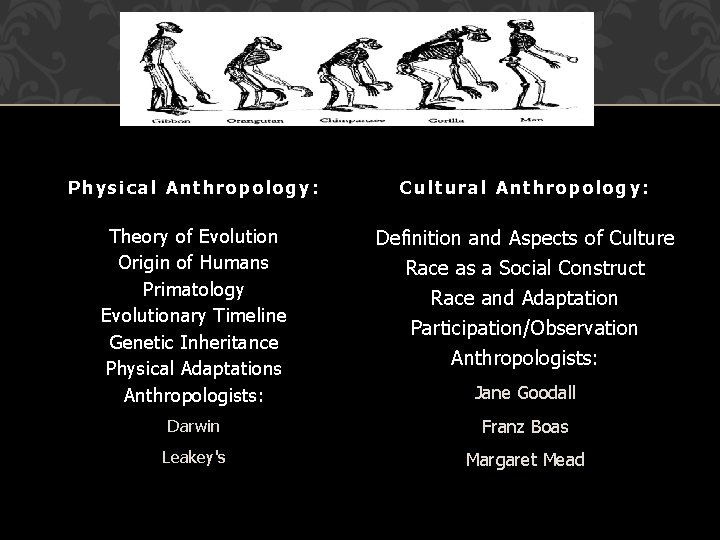 Physical Anthropology: Cultural Anthropology: Theory of Evolution Origin of Humans Primatology Evolutionary Timeline Genetic