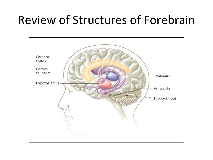 Review of Structures of Forebrain 