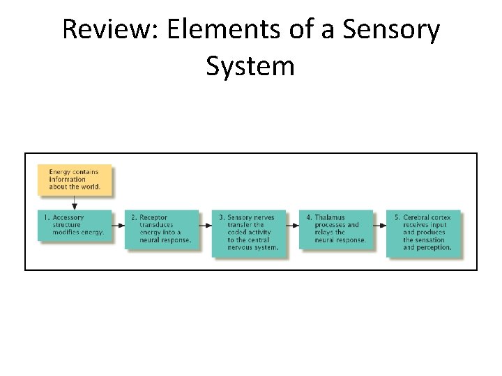 Review: Elements of a Sensory System 