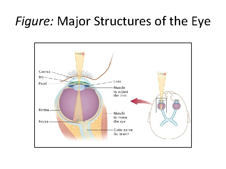 Figure: Major Structures of the Eye 