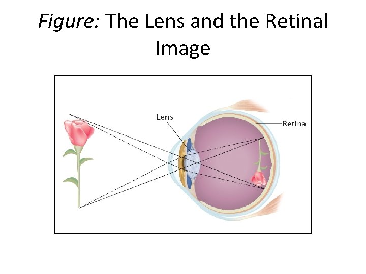 Figure: The Lens and the Retinal Image 