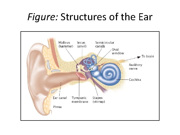 Figure: Structures of the Ear 