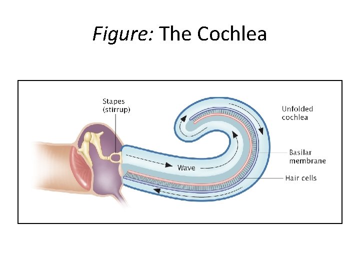 Figure: The Cochlea 