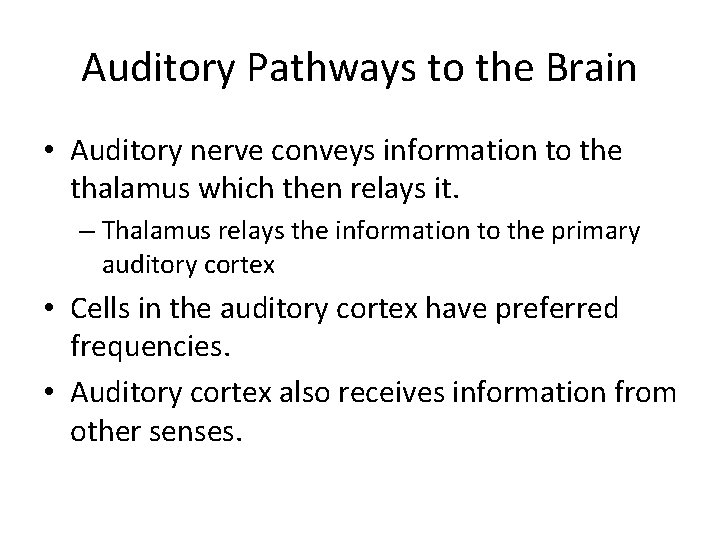 Auditory Pathways to the Brain • Auditory nerve conveys information to the thalamus which