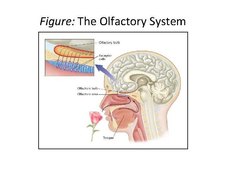 Figure: The Olfactory System 