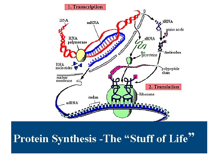 Protein Synthesis -The “Stuff of Life” Protein Synthesis -The “Stuff of Life”