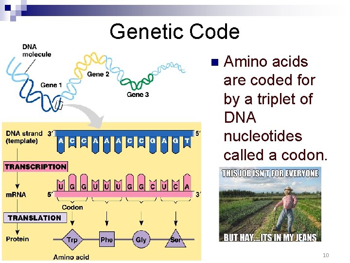 Genetic Code n Amino acids are coded for by a triplet of DNA nucleotides Genetic Code n Amino acids are coded for by a triplet of DNA nucleotides