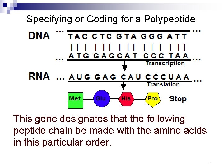 Specifying or Coding for a Polypeptide This gene designates that the following peptide chain Specifying or Coding for a Polypeptide This gene designates that the following peptide chain