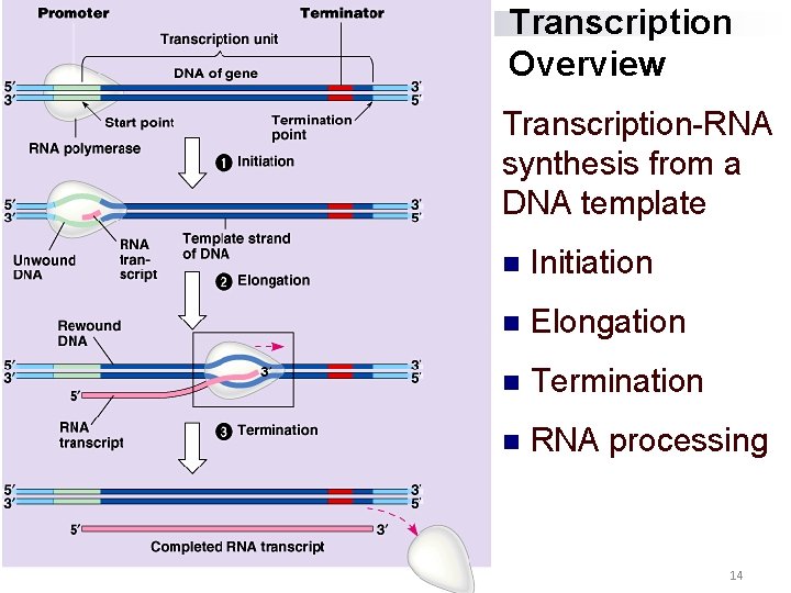 Transcription Overview Transcription-RNA synthesis from a DNA template n Initiation n Elongation n Termination Transcription Overview Transcription-RNA synthesis from a DNA template n Initiation n Elongation n Termination
