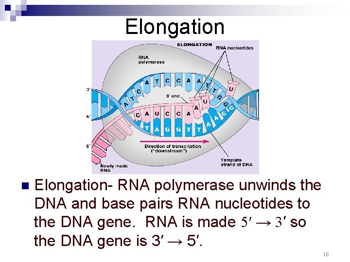Elongation n Elongation- RNA polymerase unwinds the DNA and base pairs RNA nucleotides to Elongation n Elongation- RNA polymerase unwinds the DNA and base pairs RNA nucleotides to