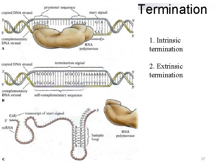 Termination 1. Intrinsic termination 2. Extrinsic termination 17 Termination 1. Intrinsic termination 2. Extrinsic termination 17