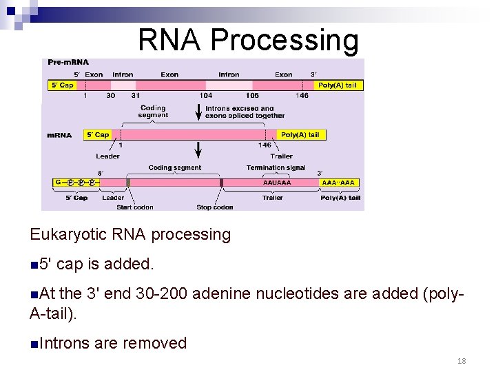 RNA Processing Eukaryotic RNA processing n 5' cap is added. n. At the 3' RNA Processing Eukaryotic RNA processing n 5' cap is added. n. At the 3'