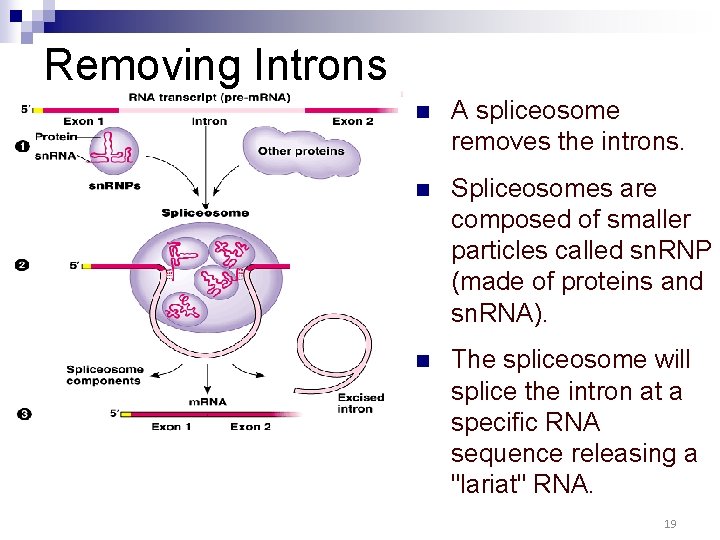 Removing Introns n A spliceosome removes the introns. n Spliceosomes are composed of smaller Removing Introns n A spliceosome removes the introns. n Spliceosomes are composed of smaller