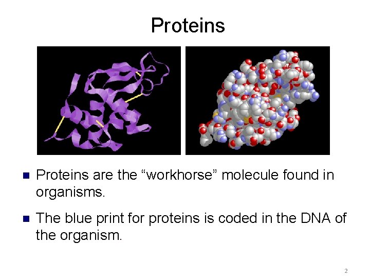 Proteins n Proteins are the “workhorse” molecule found in organisms. n The blue print Proteins n Proteins are the “workhorse” molecule found in organisms. n The blue print