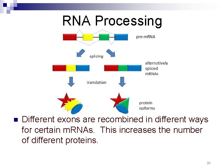 RNA Processing n Different exons are recombined in different ways for certain m. RNAs. RNA Processing n Different exons are recombined in different ways for certain m. RNAs.