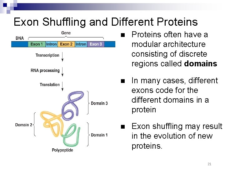Exon Shuffling and Different Proteins n Proteins often have a modular architecture consisting of Exon Shuffling and Different Proteins n Proteins often have a modular architecture consisting of