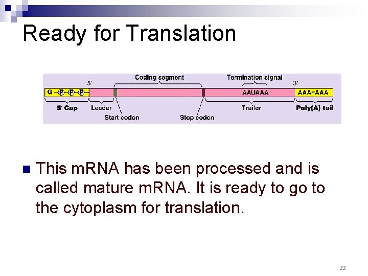 Ready for Translation n This m. RNA has been processed and is called mature Ready for Translation n This m. RNA has been processed and is called mature