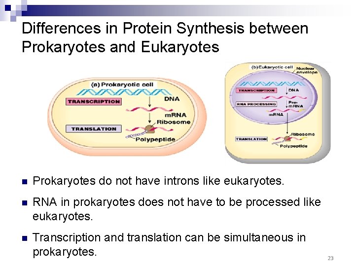 Differences in Protein Synthesis between Prokaryotes and Eukaryotes n Prokaryotes do not have introns Differences in Protein Synthesis between Prokaryotes and Eukaryotes n Prokaryotes do not have introns