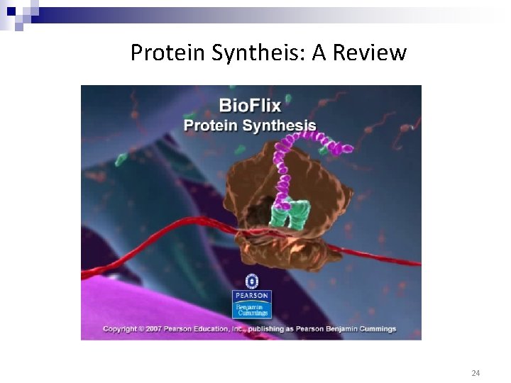 Protein Syntheis: A Review 24 Protein Syntheis: A Review 24