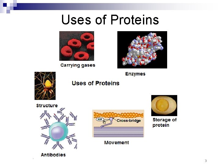 Uses of Proteins 3 Uses of Proteins 3