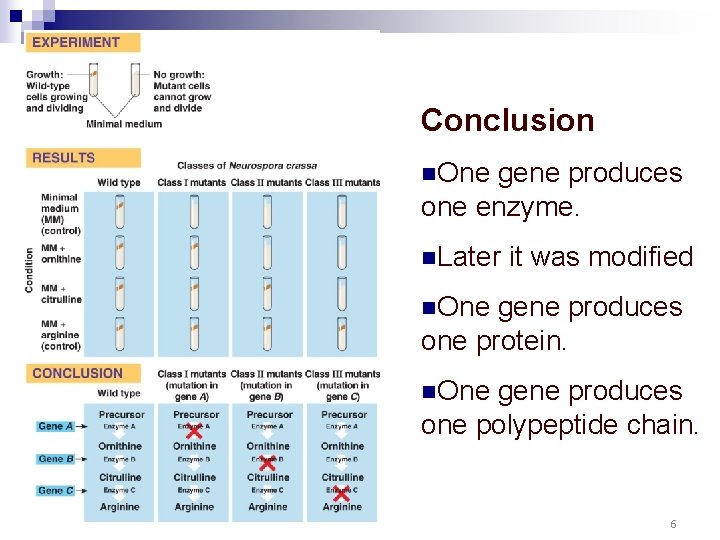 Conclusion n. One gene produces one enzyme. n. Later it was modified n. One Conclusion n. One gene produces one enzyme. n. Later it was modified n. One