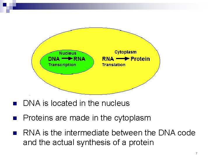 Overview of Protein Synthesis n DNA is located in the nucleus n Proteins are Overview of Protein Synthesis n DNA is located in the nucleus n Proteins are