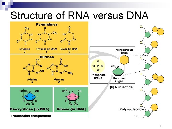 Structure of RNA versus DNA 8 Structure of RNA versus DNA 8