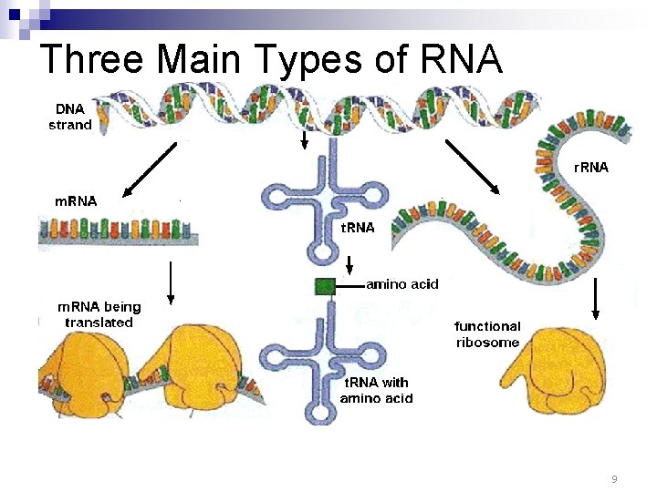 Three Main Types of RNA 9 Three Main Types of RNA 9