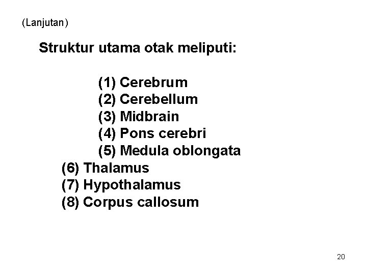 (Lanjutan) Struktur utama otak meliputi: (1) Cerebrum (2) Cerebellum (3) Midbrain (4) Pons cerebri