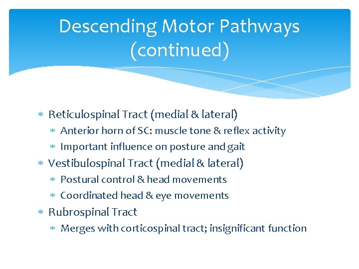 Descending Motor Pathways (continued) Reticulospinal Tract (medial & lateral) Anterior horn of SC: muscle