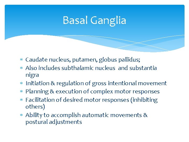 Basal Ganglia Caudate nucleus, putamen, globus pallidus; Also includes subthalamic nucleus and substantia nigra