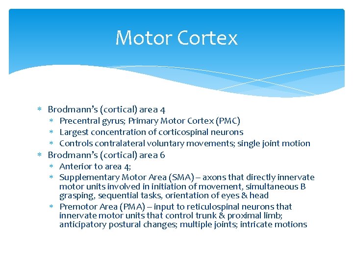 Motor Cortex Brodmann’s (cortical) area 4 Precentral gyrus; Primary Motor Cortex (PMC) Largest concentration