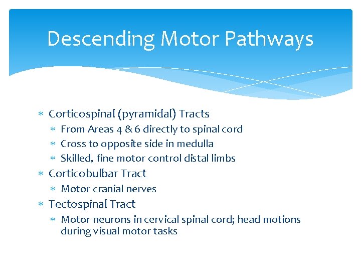 Descending Motor Pathways Corticospinal (pyramidal) Tracts From Areas 4 & 6 directly to spinal