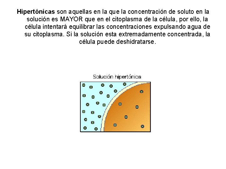 Hipertónicas son aquellas en la que la concentración de soluto en la solución es