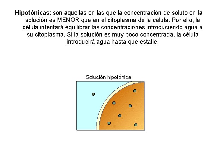 Hipotónicas: son aquellas en las que la concentración de soluto en la solución es