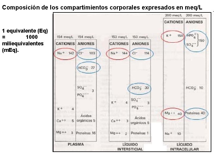 Composición de los compartimientos corporales expresados en meq/L 1 equivalente (Eq) = 1000 miliequivalentes