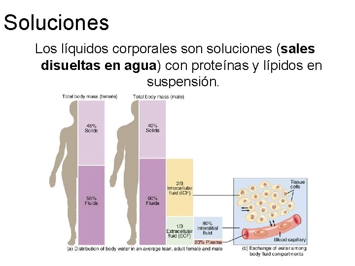 Soluciones Los líquidos corporales son soluciones (sales disueltas en agua) con proteínas y lípidos