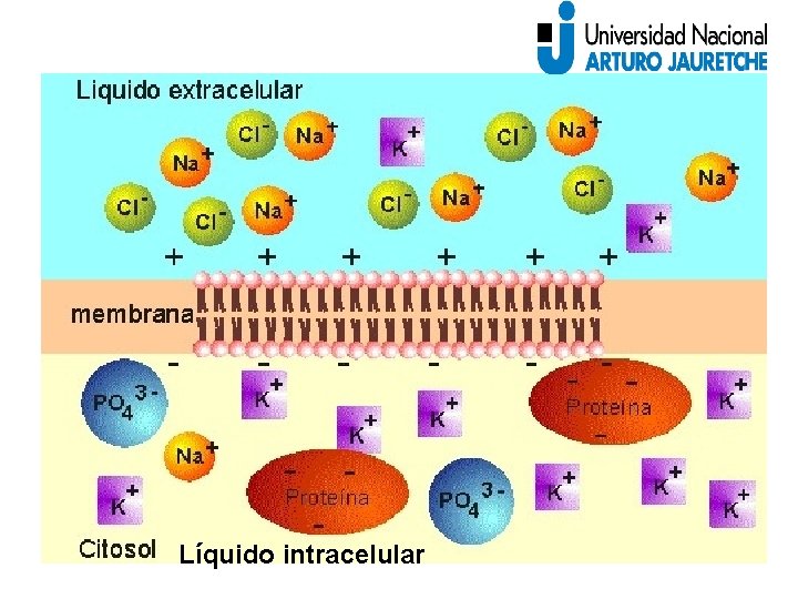 Líquido intracelular 