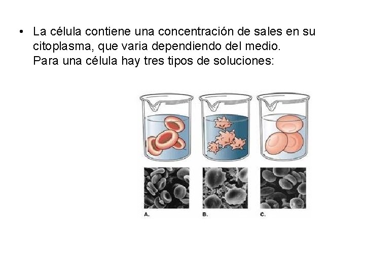  • La célula contiene una concentración de sales en su citoplasma, que varia