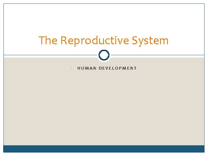 The Reproductive System - HUMAN DEVELOPMENT 