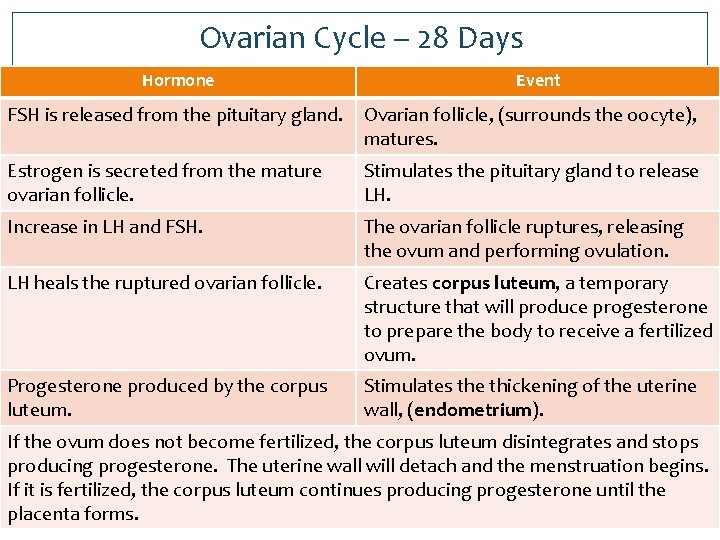 Ovarian Cycle – 28 Days Hormone Event FSH is released from the pituitary gland.