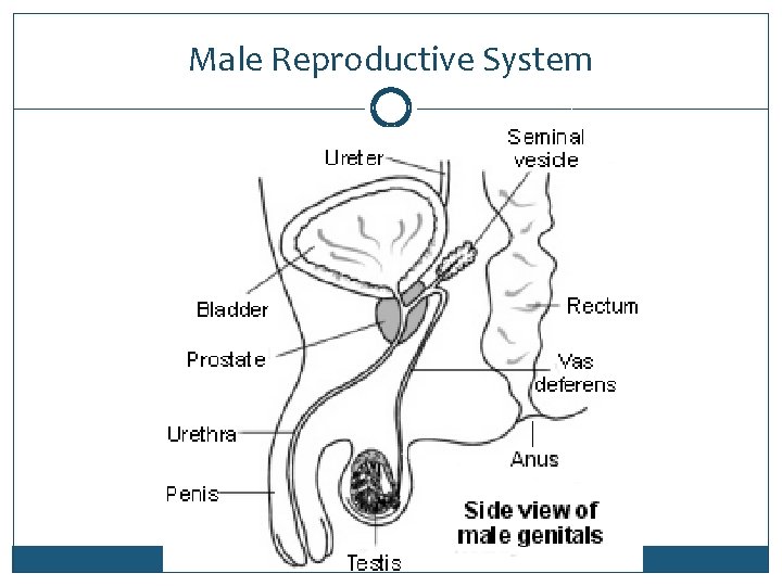 Male Reproductive System 