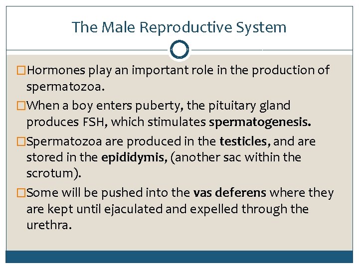 The Male Reproductive System �Hormones play an important role in the production of spermatozoa.