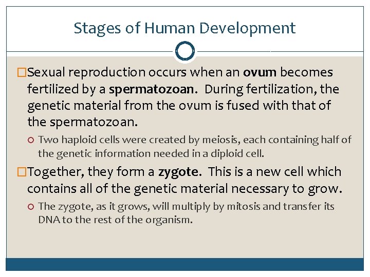 Stages of Human Development �Sexual reproduction occurs when an ovum becomes fertilized by a