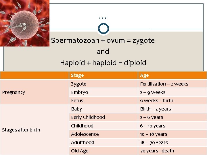 … Spermatozoan + ovum = zygote and Haploid + haploid = diploid Pregnancy Stages