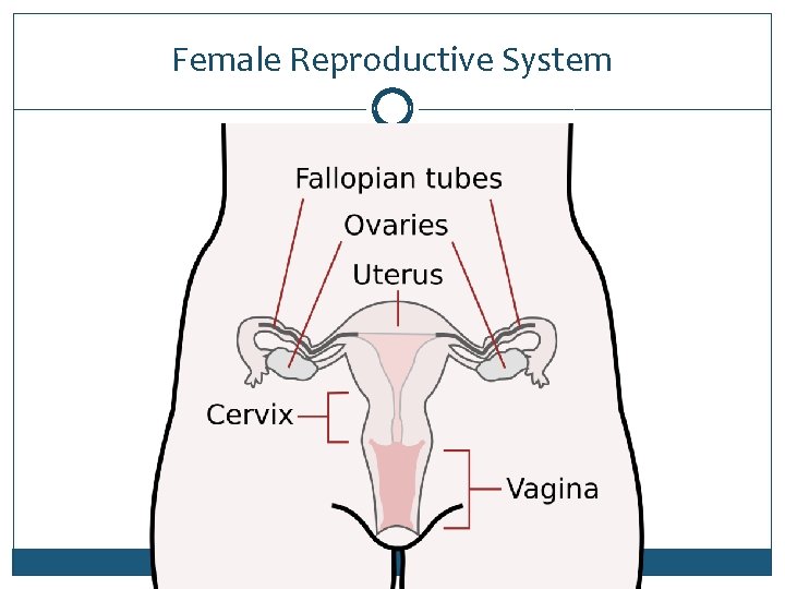 Female Reproductive System 