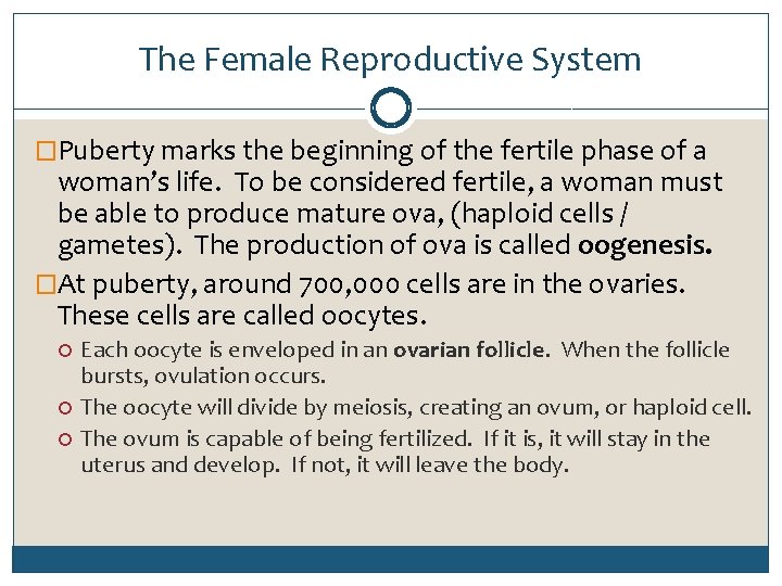 The Female Reproductive System �Puberty marks the beginning of the fertile phase of a
